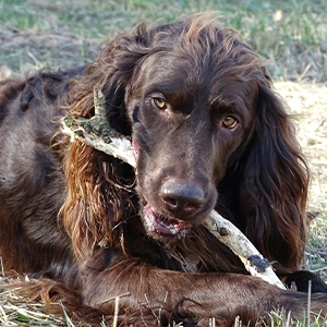 chien spaniel mix