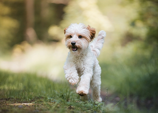 service photoshoot chien