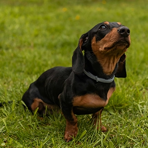 teckel chien genève